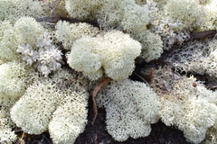 Cladonia confusa