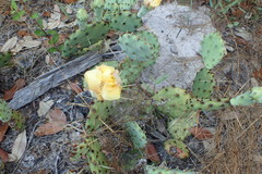 Opuntia fusco-atra