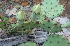 Opuntia fusco-atra