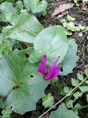 Cyclamen repandum