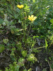 Ranunculus millefoliatus