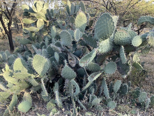 Indian fig opuntia