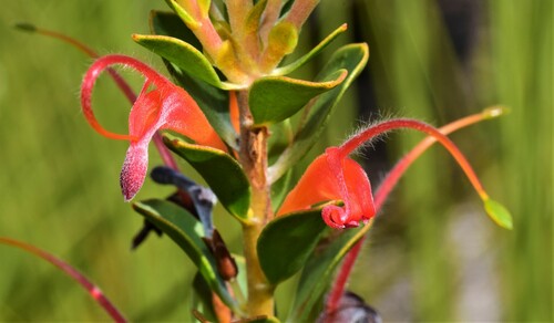 Adenanthos obovatus Labill.