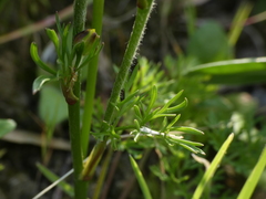 Ranunculus millefoliatus