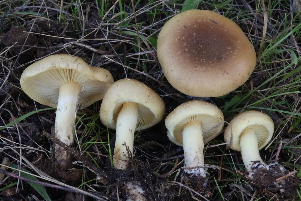 Pholiota pseudopulchella