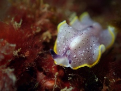 Prostheceraeus moseleyi
