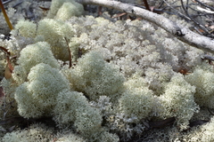 Cladonia confusa