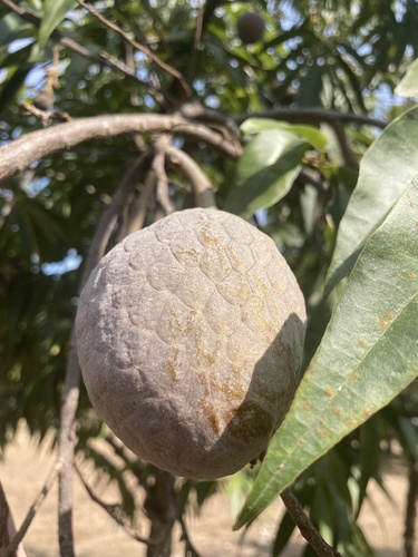 Foto de Fruta-de-condessa
