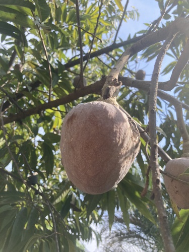 Foto de Fruta-de-condessa