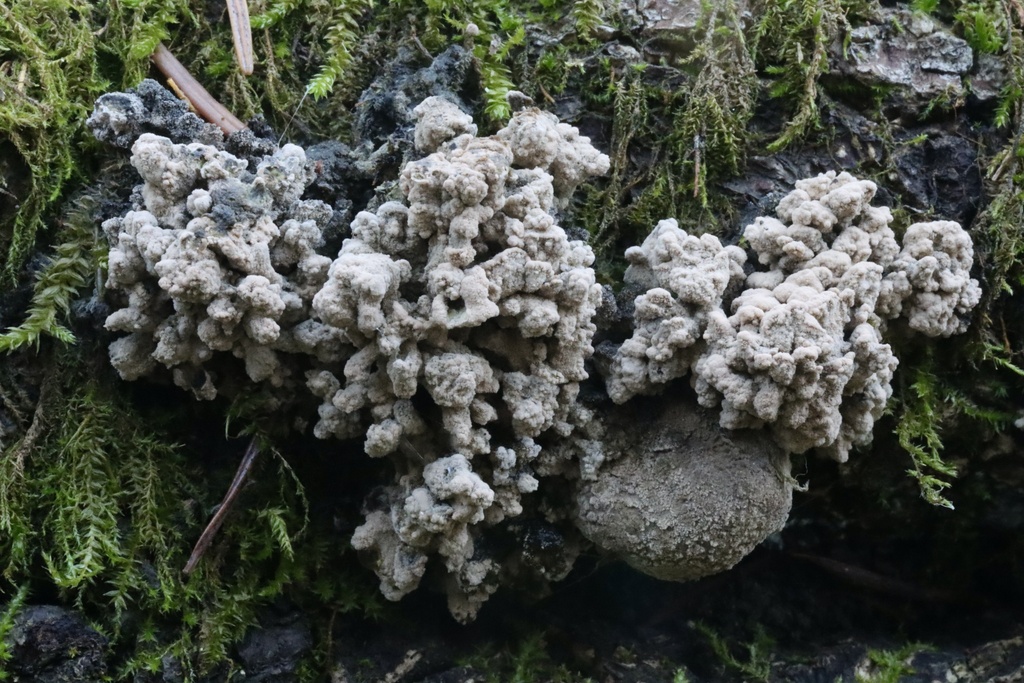 Daldinia sp. 'loculata-CA02'