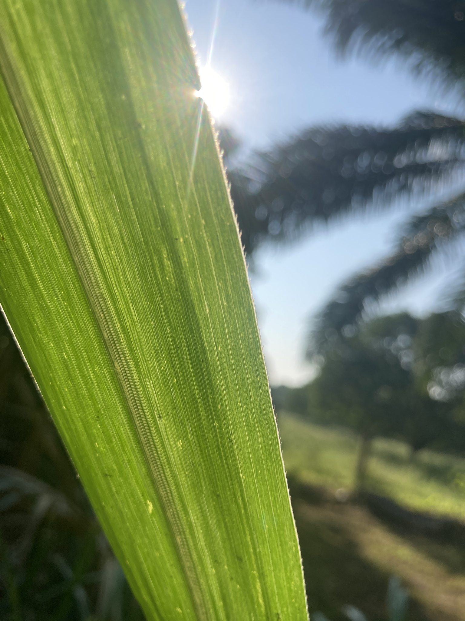 Imagem de Cana-de-açúcar