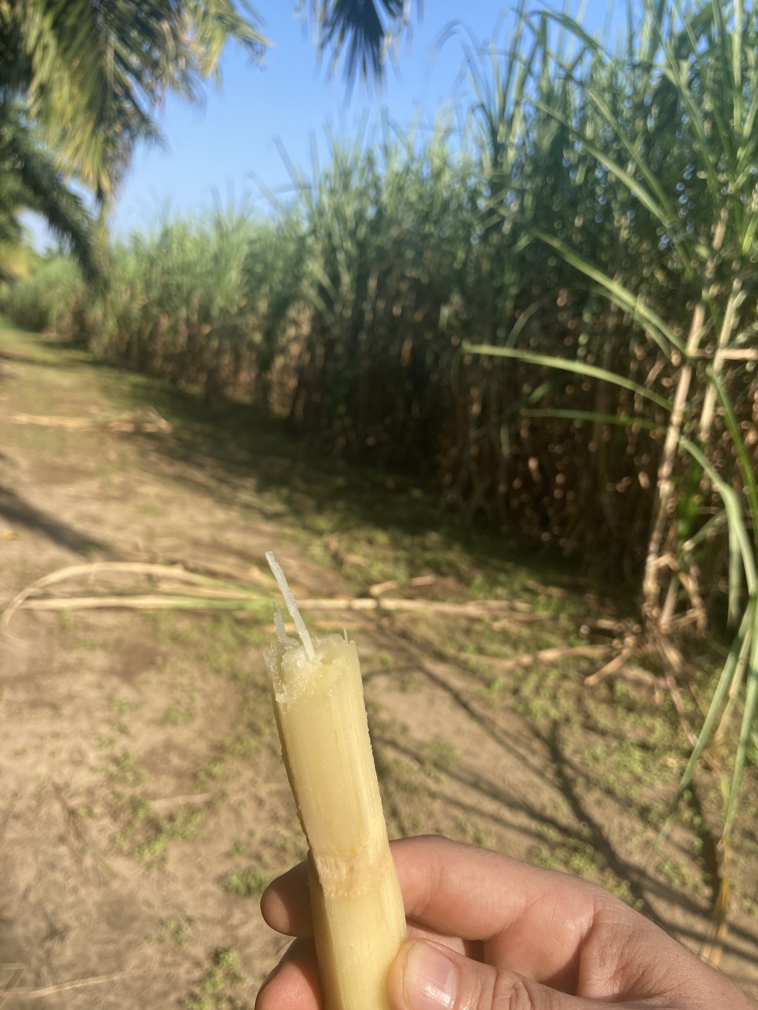 Imagem de Cana-de-açúcar