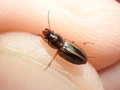 Stenolophus binotatus