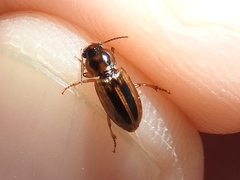 Stenolophus binotatus