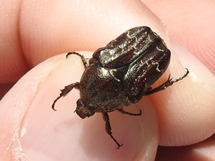 Euphoria sepulcralis