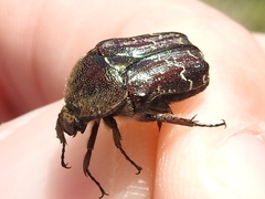 Euphoria sepulcralis