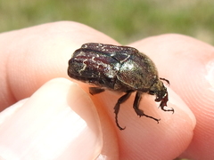 Euphoria sepulcralis