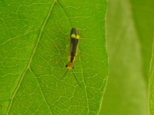 Yellow-tipped Soldier Beetle photo 3