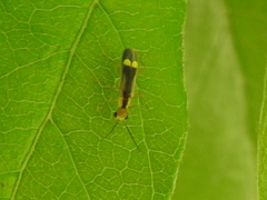 Malthinus occipitalis