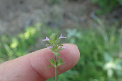Stachys crenata