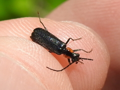 Rhagonycha lineola
