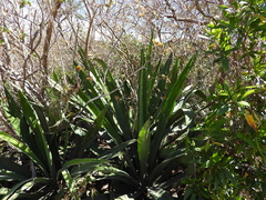 Agave angustifolia