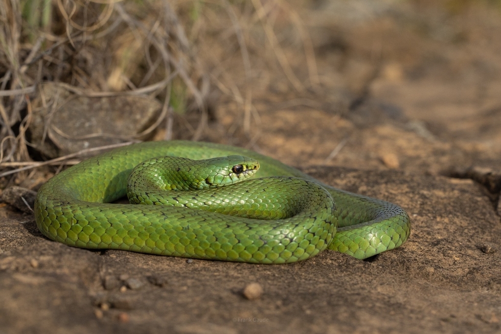 Many-Spotted Snake