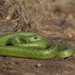 Cape Reed Snake - Photo (c) Frank Gaude, some rights reserved (CC BY-NC), uploaded by Frank Gaude