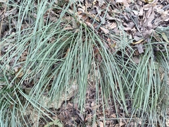 Liriope graminifolia, photograph (c) 五色鳥, some rights reserved (CC BY)