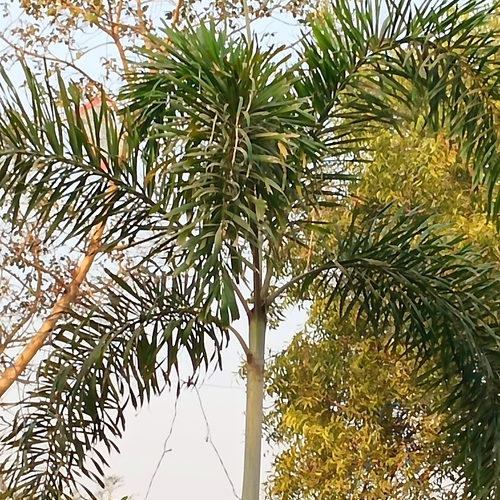 Foto de Palmeira-leque-australiana