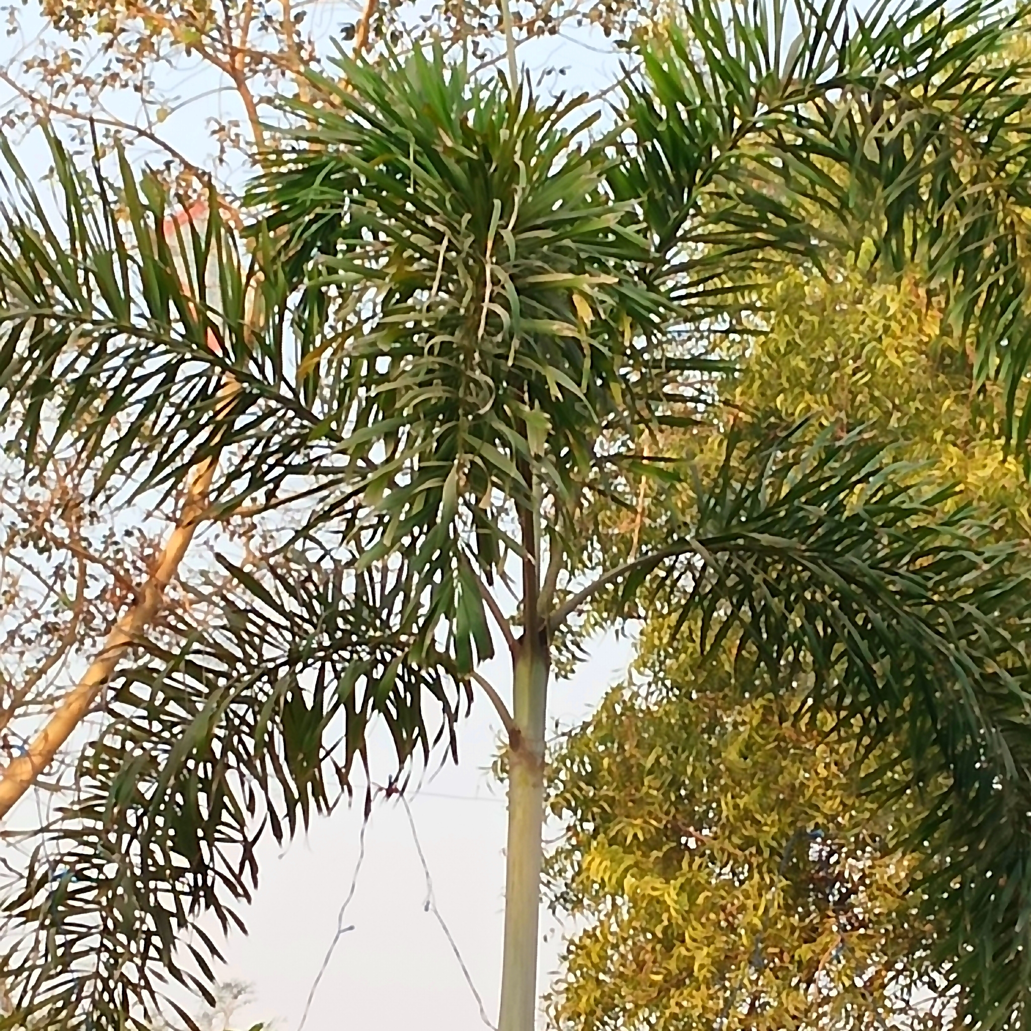 Imagem de Palmeira-leque-australiana