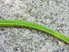 Selenicereus inermis