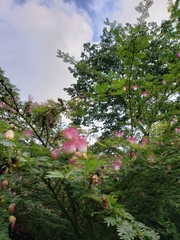 Calliandra surinamensis