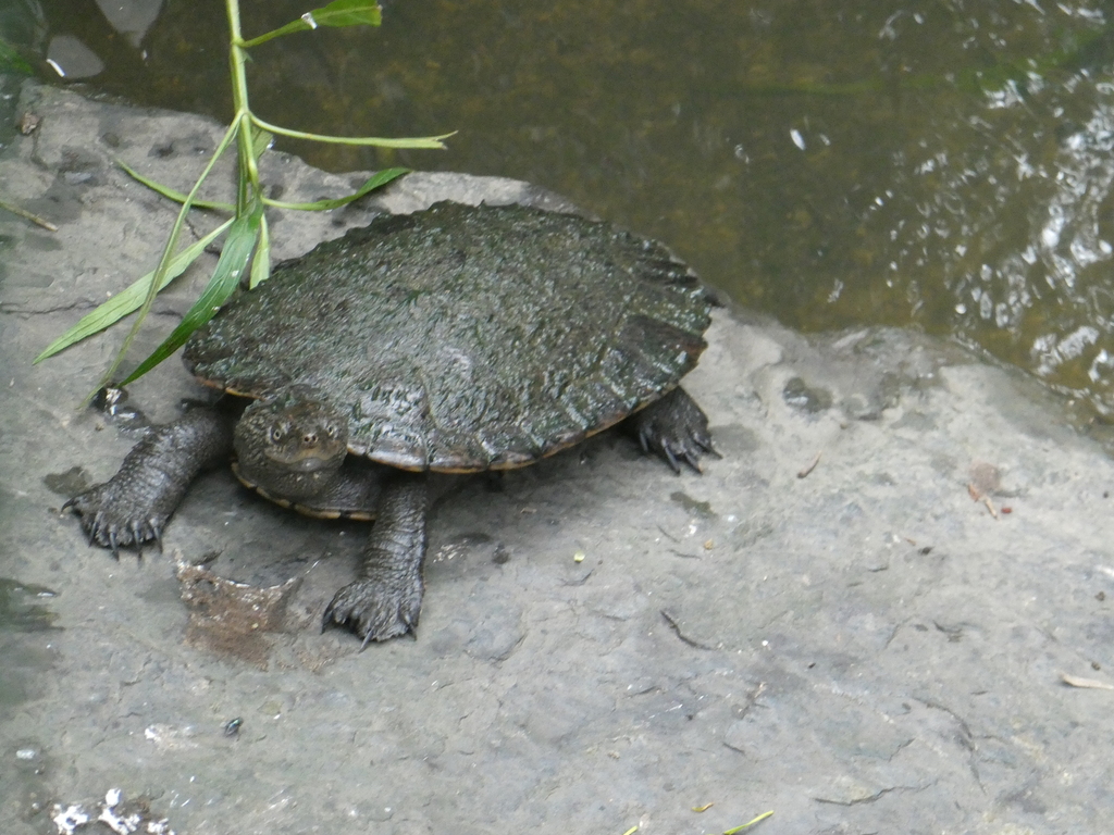 Eastern Saw-shelled Turtle from Brisbane QLD, Australia on January 31 ...