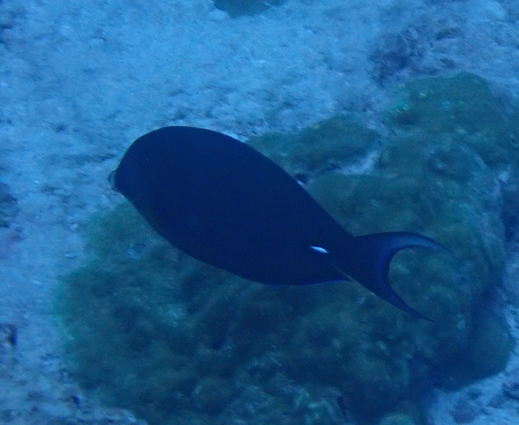 Pale-lipped Surgeonfish