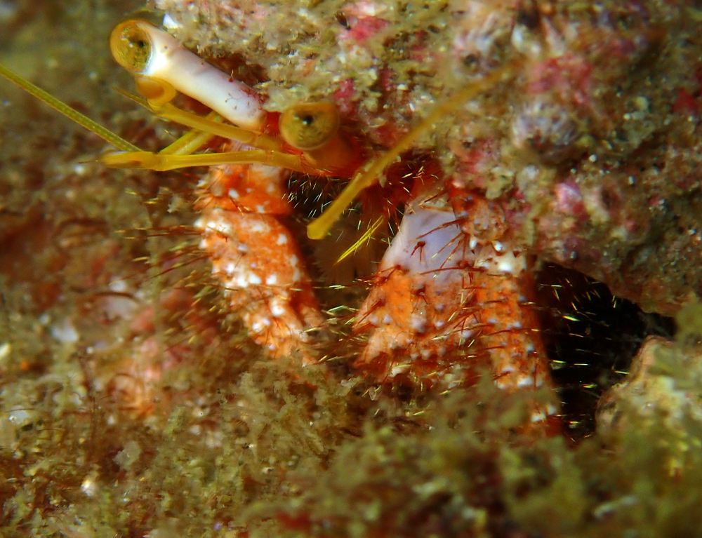 Mauve Eyed Hermit Crab from Sunshine Coast QLD, Australia on January 30 ...