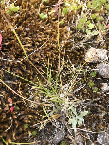Rytidosperma nitens