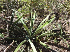 Agave angustifolia