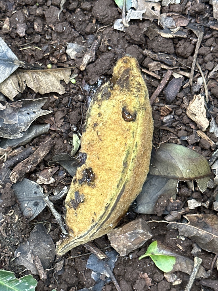 Brachychiton discolor - council-listed tree