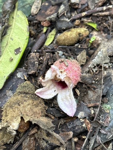 Brachychiton discolor