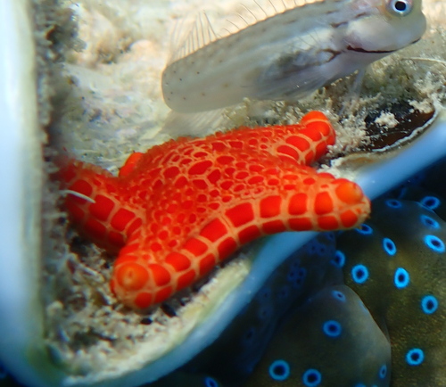 Anchitosia queenslandensis