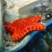 Anchitosia queenslandensis