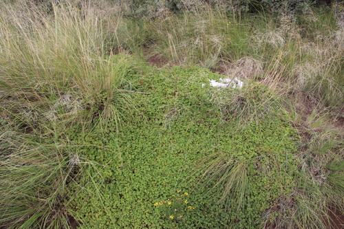 Image of Hermannia malvifolia by (c) Tony Rebelo, some rights reserved (CC BY-SA)