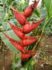 Heliconia bihai image