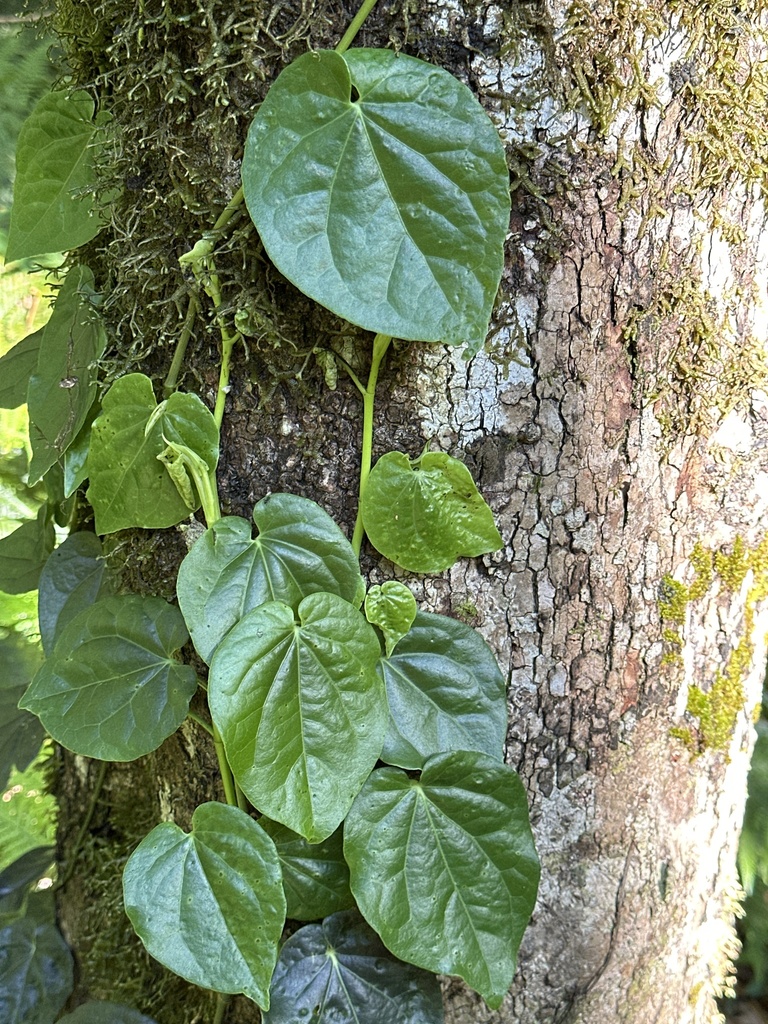 Australian Pepper Vine from Bunya Mountains, AU-QL-NA, AU-QL, AU on ...