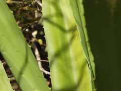Agave angustifolia