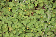 Hermannia malvifolia