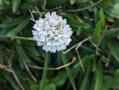 Elias, CC BY, iNaturalist via GBIF Armeria pseudarmeria, photograph Elias, CC BY, iNaturalist via GBIF