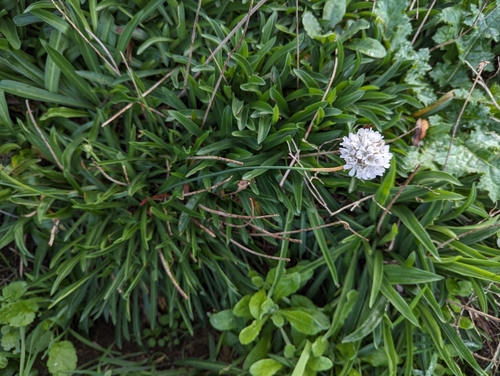 Armeria pseudarmeria, photograph 3