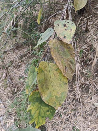 Grewia eriocarpa observed 2024-01-31